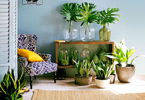 Quais plantas posso colocar em casa?